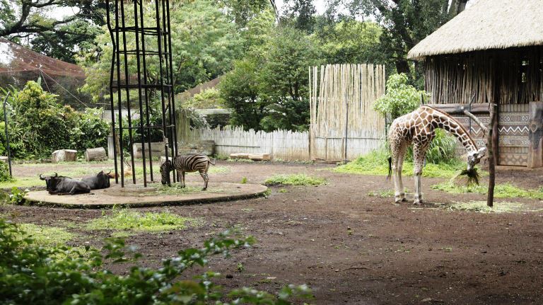 Kondisi Terkini Kebun Binatang Bandung, Satwa Beraktivitas dan Sehat