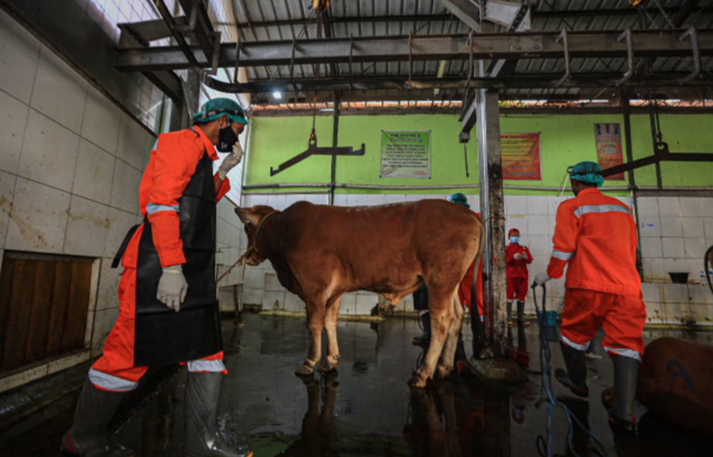 DKPP Kota Bandung Siapkan 184 Petugas Periksa Hewan Kurban