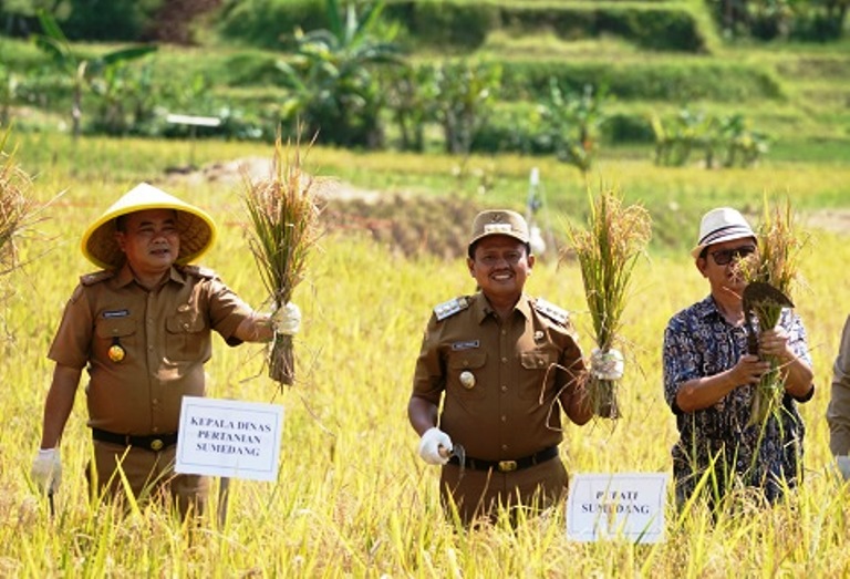 Panen Padi Pola Tabela, Dorong Produktivitas dan Antisipasi Dampak El Nino