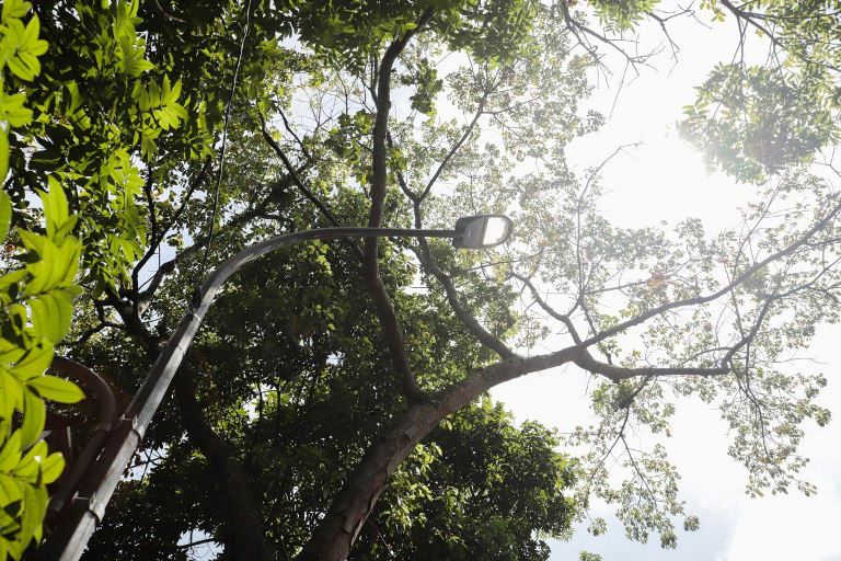 Pemkot Bandung Dukung Kebijakan Larangan Penebangan Pohon di Jalan Provinsi