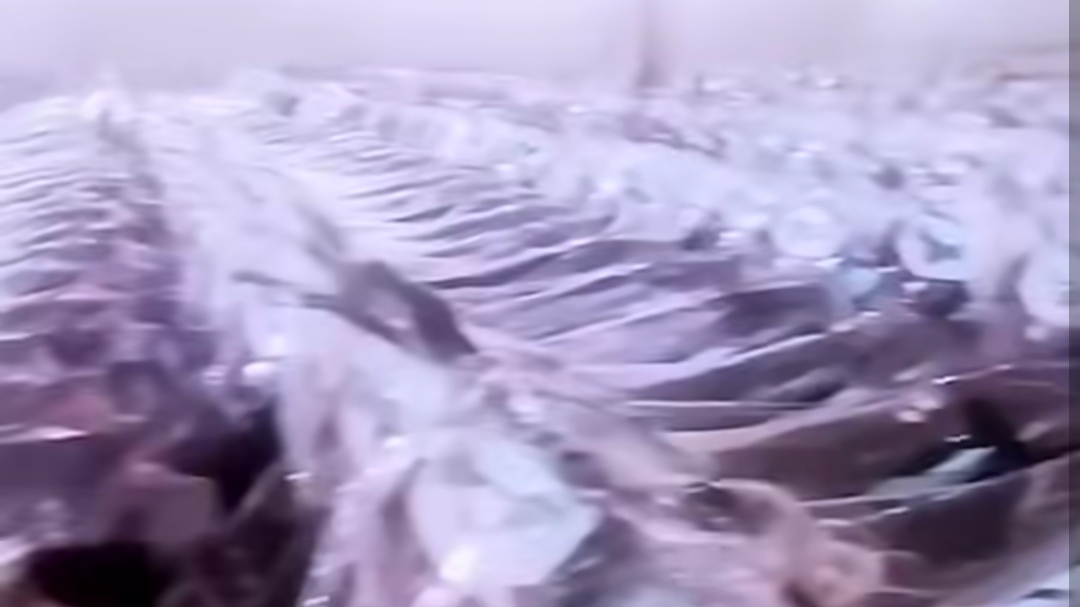 Ditolak Menkeu, BGN Akan Bagikan 25 Ribu Unit Motor Listrik kepada Para Kepala Dapur MBG