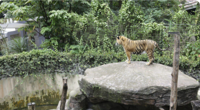 Dua Bayi Harimau Mati, Pemkot Evaluasi Tata Kelola Kebun Binatang Bandung